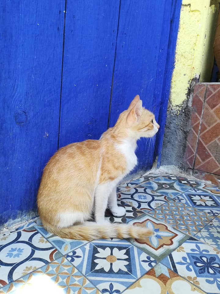 モロッコの猫ちゃん